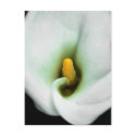 Lily postcards
