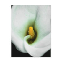 Lily postcards by DamienSpencerStudios Lily postcards