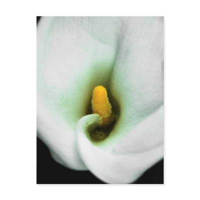 Lily Postcards by DamienSpencerStudios