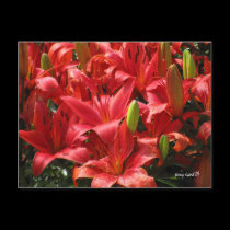Lily Postcard postcards