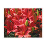 Lily Postcard