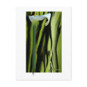 Lily Postcard