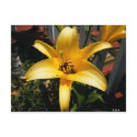 Lily postcards