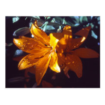 Lily | Postcard
