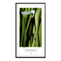 Lily Poster posters by CherylDanielsart Lily Poster posters