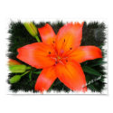 Lily posters