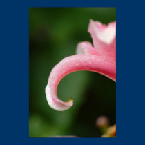 Lily Poster posters
