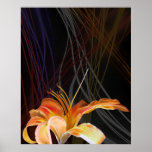 lily print