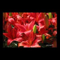 Lily Poster posters