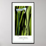 Lily Poster posters