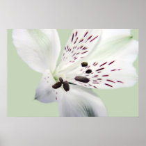 Lily Print posters