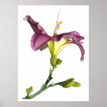 Lily Profile w/Border Poster