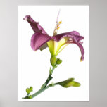 Lily Profile w/Border Poster