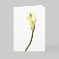 Lily Single Calla Lily flower on white background cards by kabloo20 Lily Single Calla Lily flower on white background cards