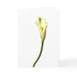 Lily  Single Calla Lily flower on white background cards