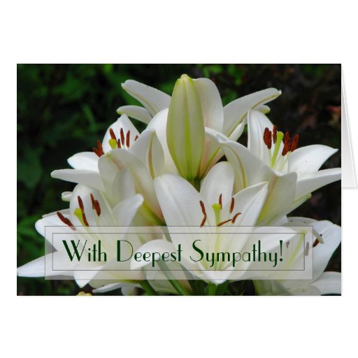 Lily Sympathy Greeting Card Zazzle