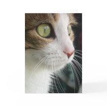 Lily the Cat Greeting Card 03