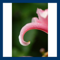 Lily The Pink posters