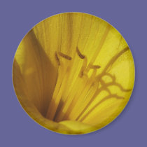 Lily Up Close magnets