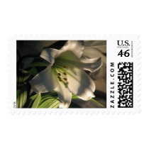 Lily White Stamp