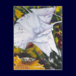 Lily with Bee postcards