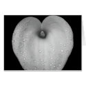 Lily, with raindrops cards by GKGallery Lily, with raindrops cards