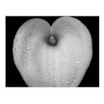 Lily with raindrops post cards