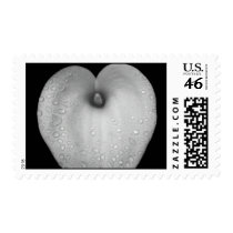 Lily, with raindrops postage