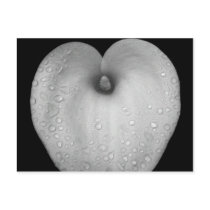 Lily with raindrops postcards