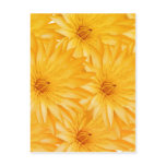 Lily yellow classy postcard