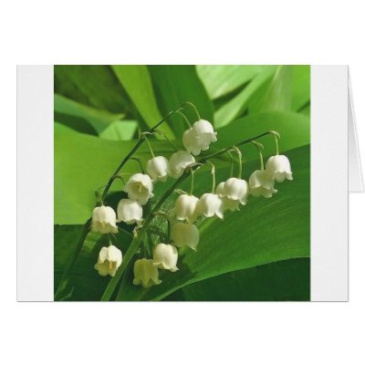 lilyofthevalley greeting cards by kathiscc