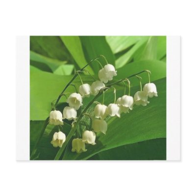 lilyofthevalley post card by kathiscc