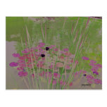 Lilypad Pond Art Postcard