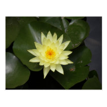 Lilypad Post Card