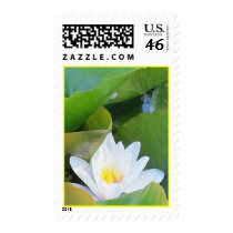 Lilypad Postage stamps