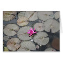 Lilypads cards by wildlifezoo Lilypads cards