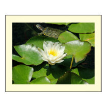 Lilypads & Turtle Print