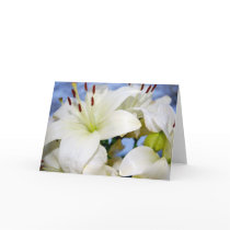 Lilywhite Lily Cards