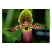 Lime Paphiopedilum argus flowers Greeting Cards