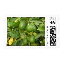 Lime postage