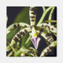 Lime Prismatocarpum (Epidendrum) flowers Magnets