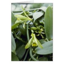 Lime Spectabilis (Vanilla) flowers cards