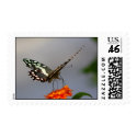 Lime swallowtail postage