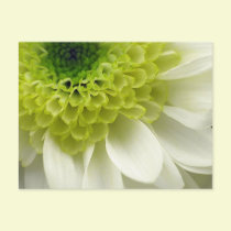 Lime Treat postcards