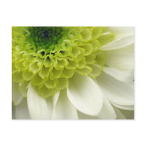 Lime Treat postcards