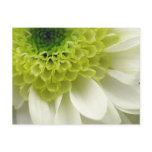Lime Treat postcards