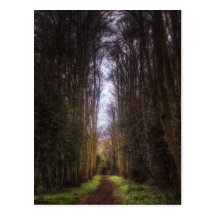 Lime Tree Path Post Card