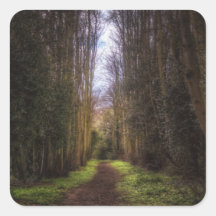 Lime Tree Path Square Stickers