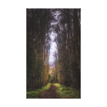 Lime Tree Path Stretched Canvas Print