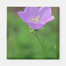 Lime Tussock Belleflower, (Campanula Carpatica) fl Magnets